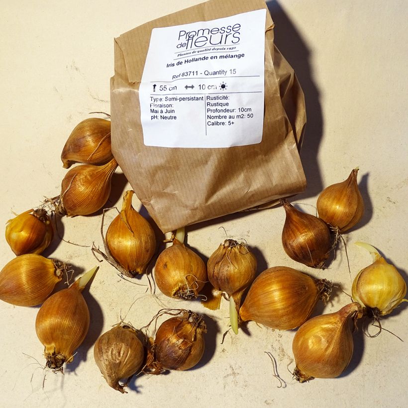 Example of Iris hollandica Mix - Dutch Iris Bulb size 9+ specimen as delivered