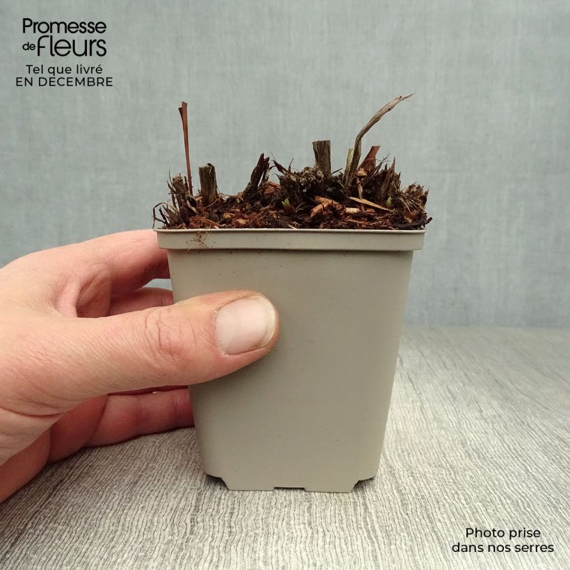 Iris sibirica Blue King - Siberian Iris 8/9 cm pot sample as delivered in winter