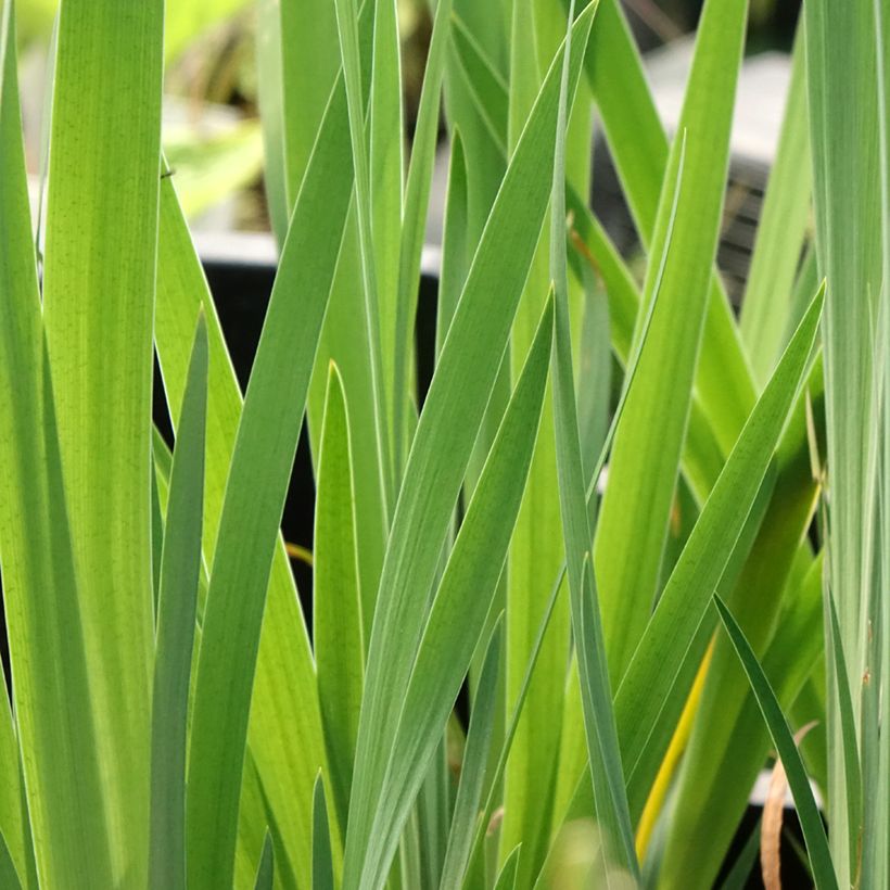 Iris sibirica Blue Moon - Siberian Iris (Foliage)