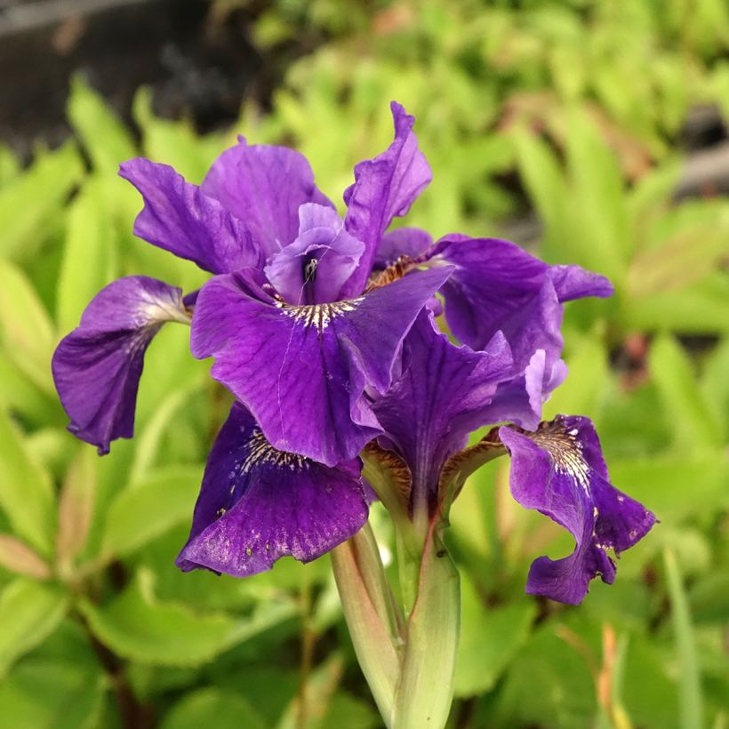 Iris sibirica Caesars Brother - Siberian Iris (Flowering)