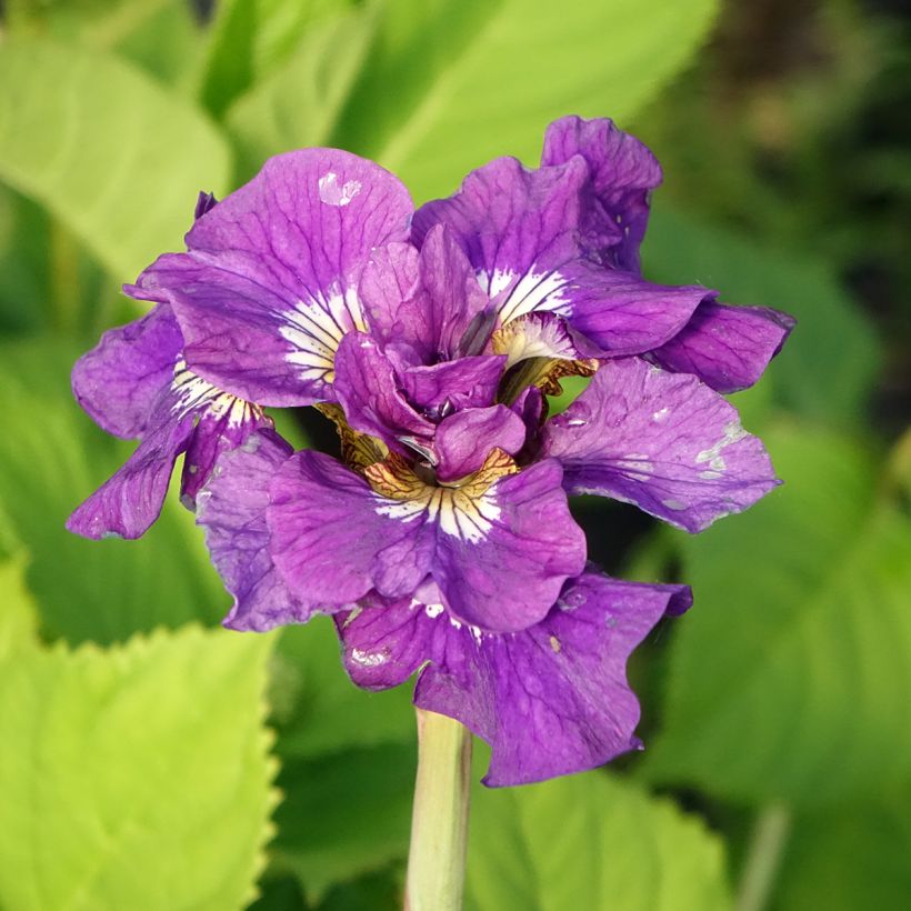 Iris sibirica Double Standard - Siberian Iris (Flowering)