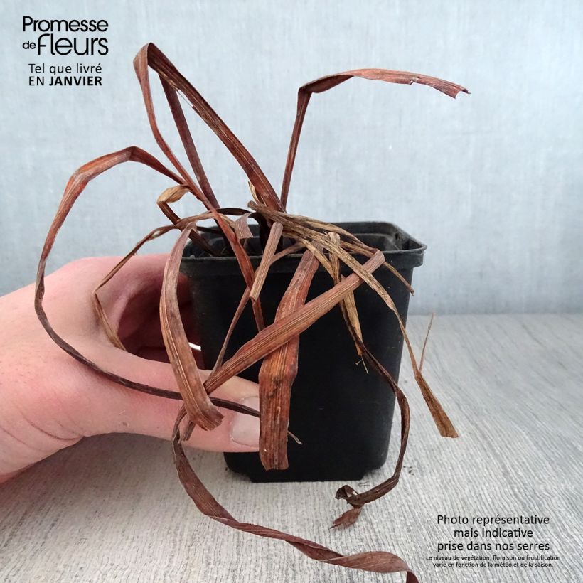 Iris sibirica Moon Silk - Siberian Iris 8/9 cm pot sample as delivered in winter