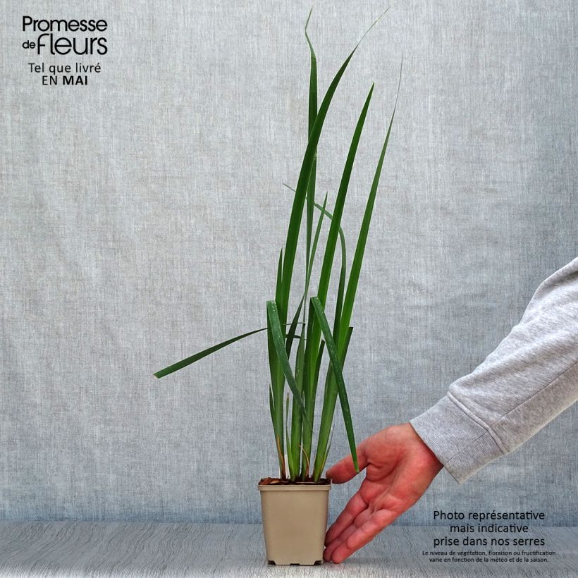 Iris sibirica Moon Silk - Siberian Iris 8/9 cm pot sample as delivered in spring