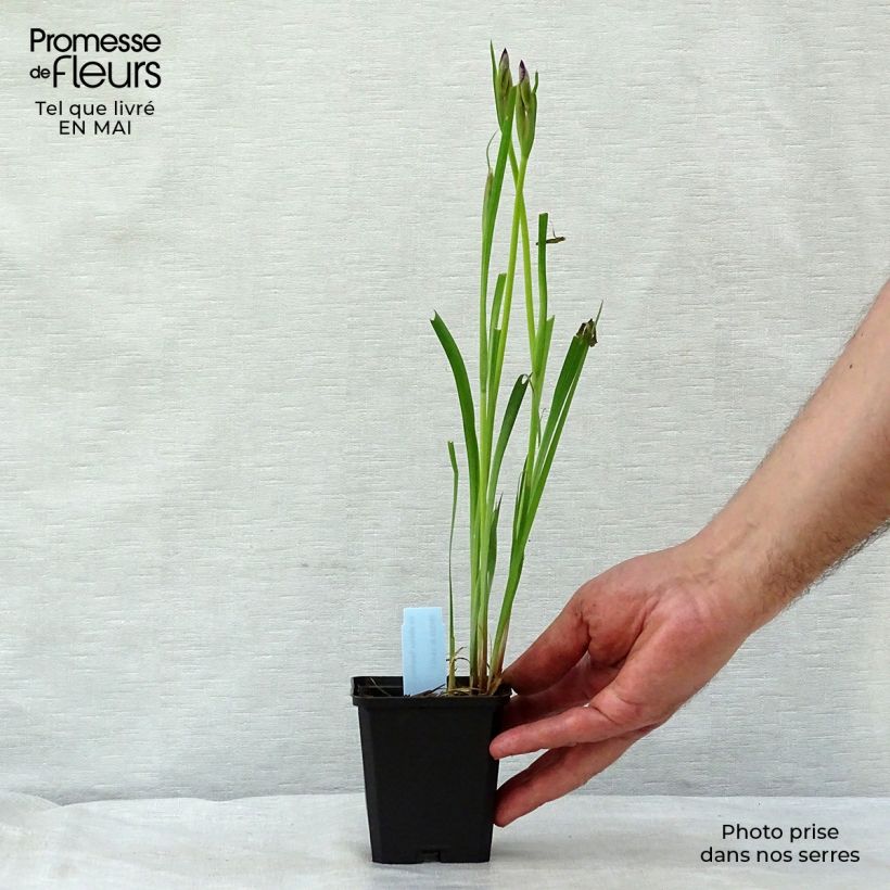 Iris sibirica Sparkling Rose 8/9 cm pot sample as delivered in spring