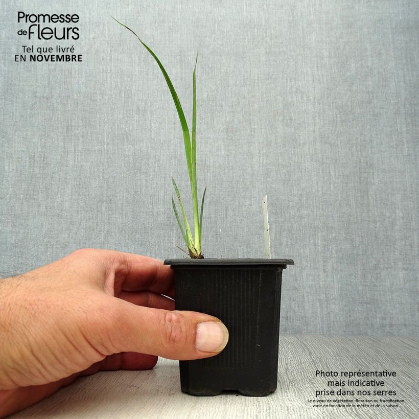 Iris pseudacorus Variegata - Yellow Flag 8/9 cm pot sample as delivered in autumn