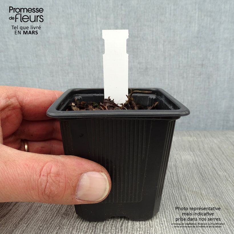 Iris ensata Crystal Halo - Japanese Water Iris 8/9 cm pot sample as delivered in winter