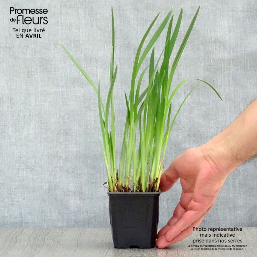 Iris ensata Dainagon - Japanese Water Iris 8/9 cm pot sample as delivered in spring