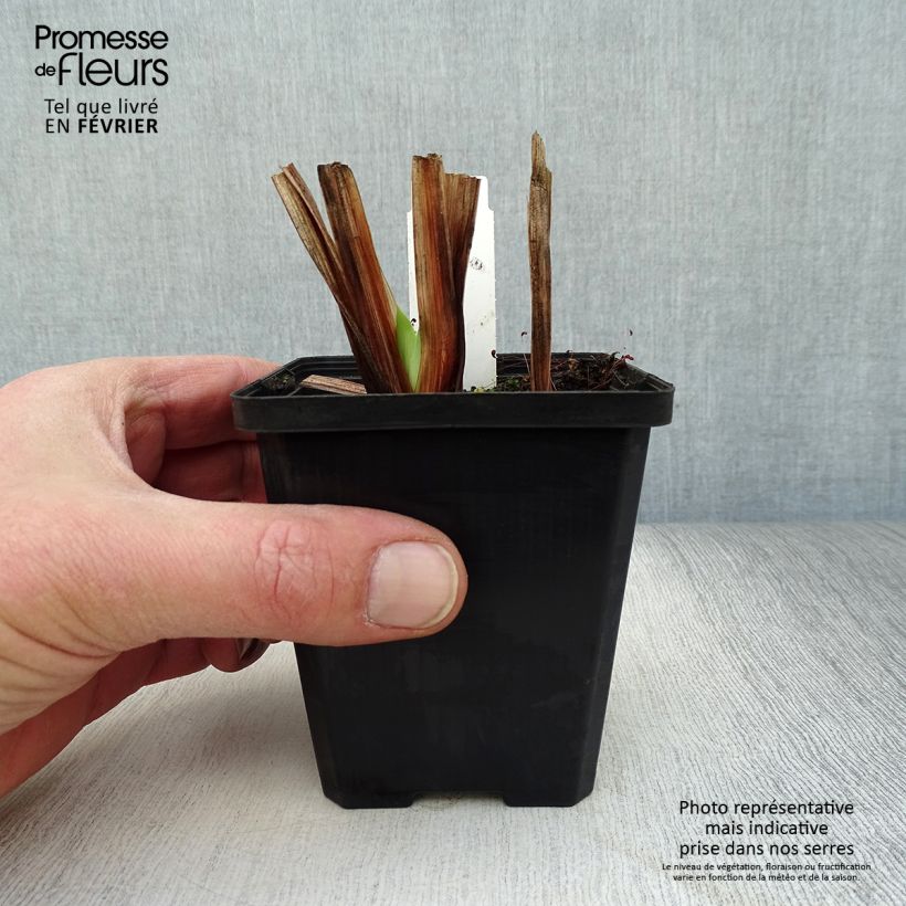 Iris ensata Meteor - Japanese Iris 8/9 cm pot sample as delivered in winter