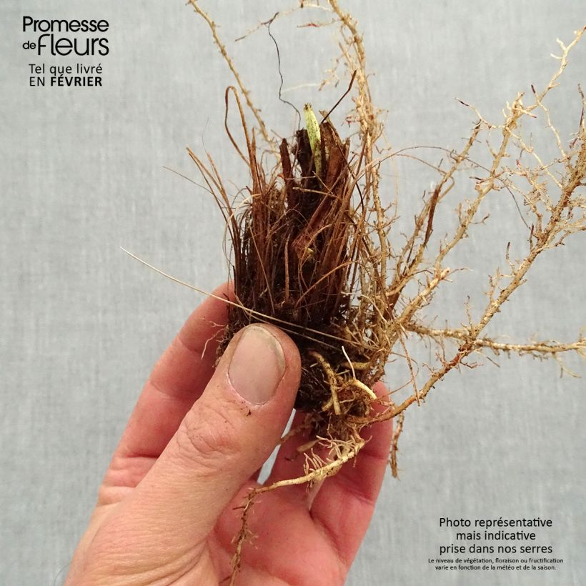 Iris ensata Sugar Dome - Japanese Water Iris Bare root sample as delivered in winter