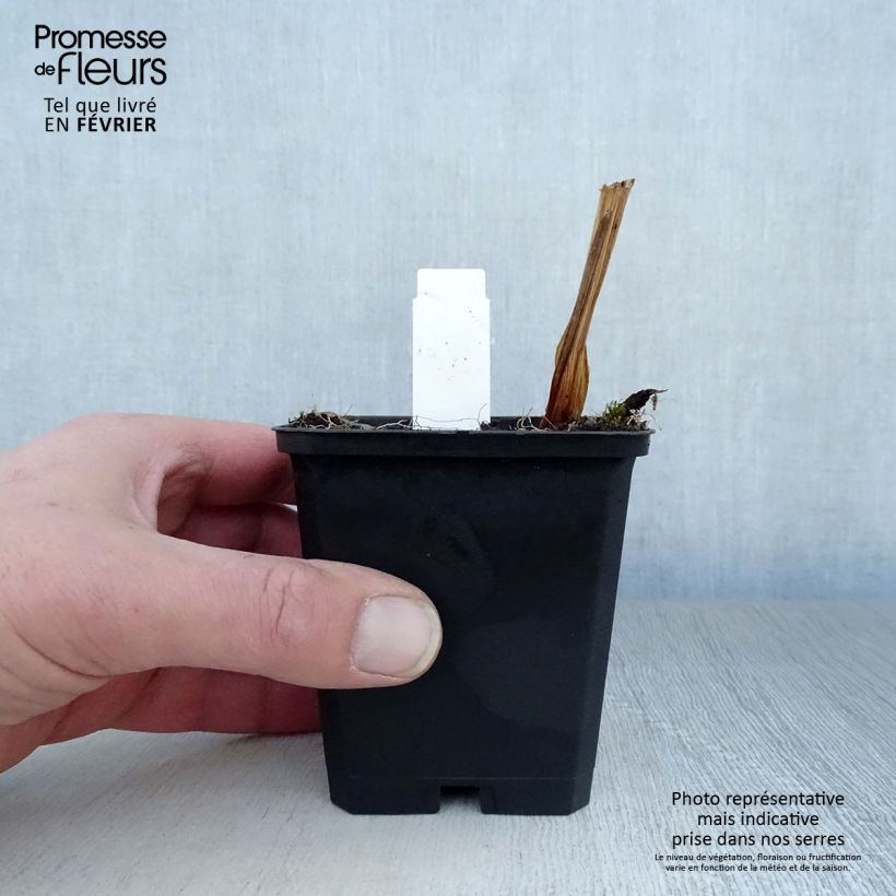 Iris ensata Variegata - Japanese Water Iris 8/9 cm pot sample as delivered in winter