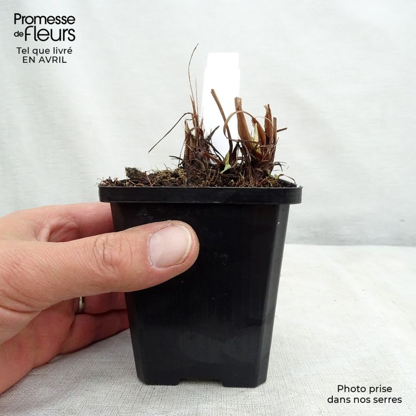 Iris ensata Variegata - Japanese Water Iris 8/9 cm pot sample as delivered in spring