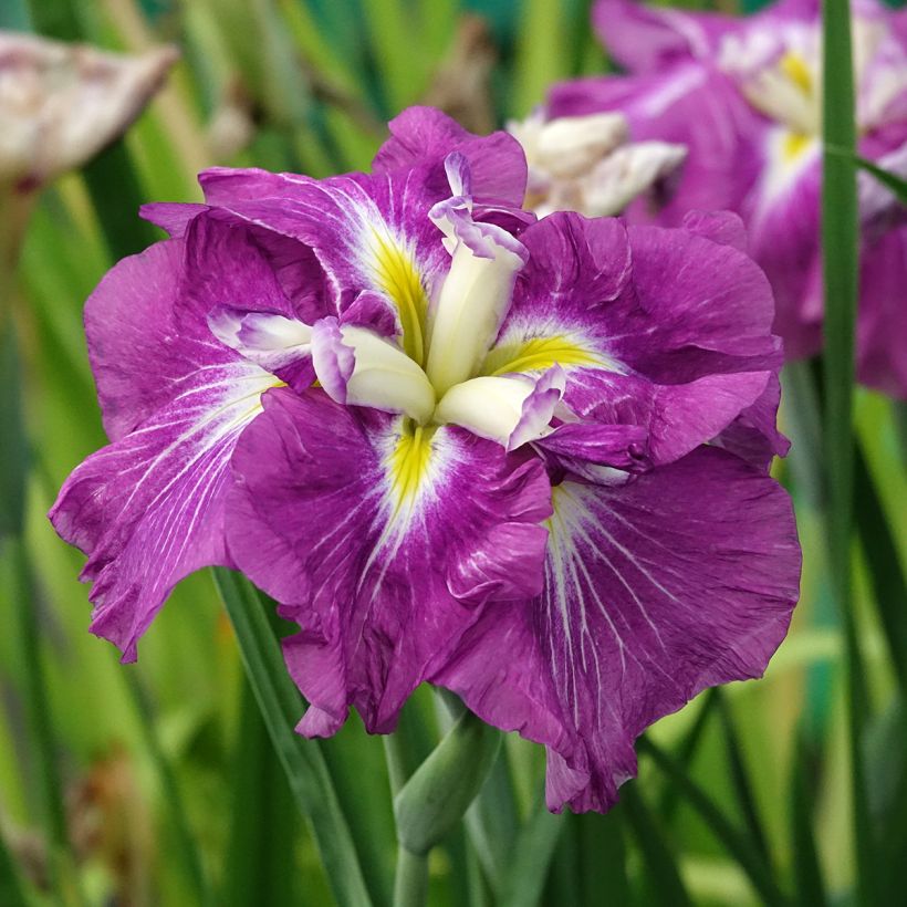 Iris ensata Dinner Plate Jell-O - Japanese Water Iris (Flowering)