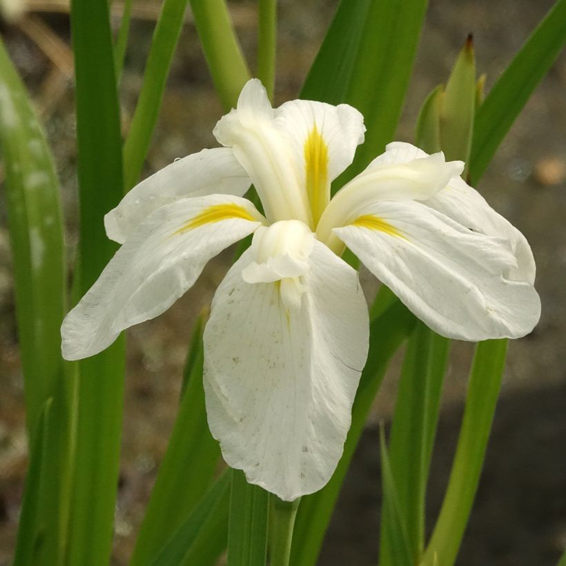 Iris ensata White Ladies - Japanese Water Iris (Flowering)
