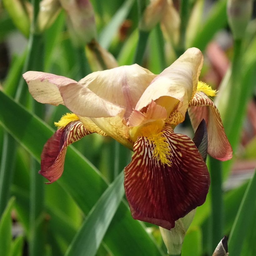 Iris germanica Agrippa - Bearded Iris (Flowering)
