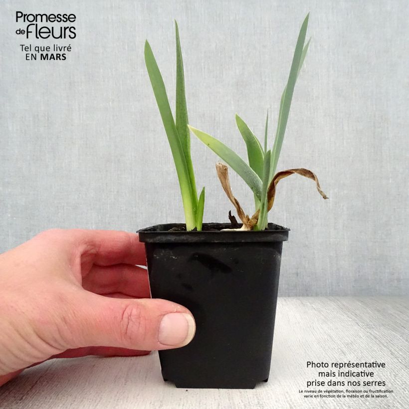 Iris germanica Alizes - Bearded Iris 8/9 cm pot sample as delivered in spring