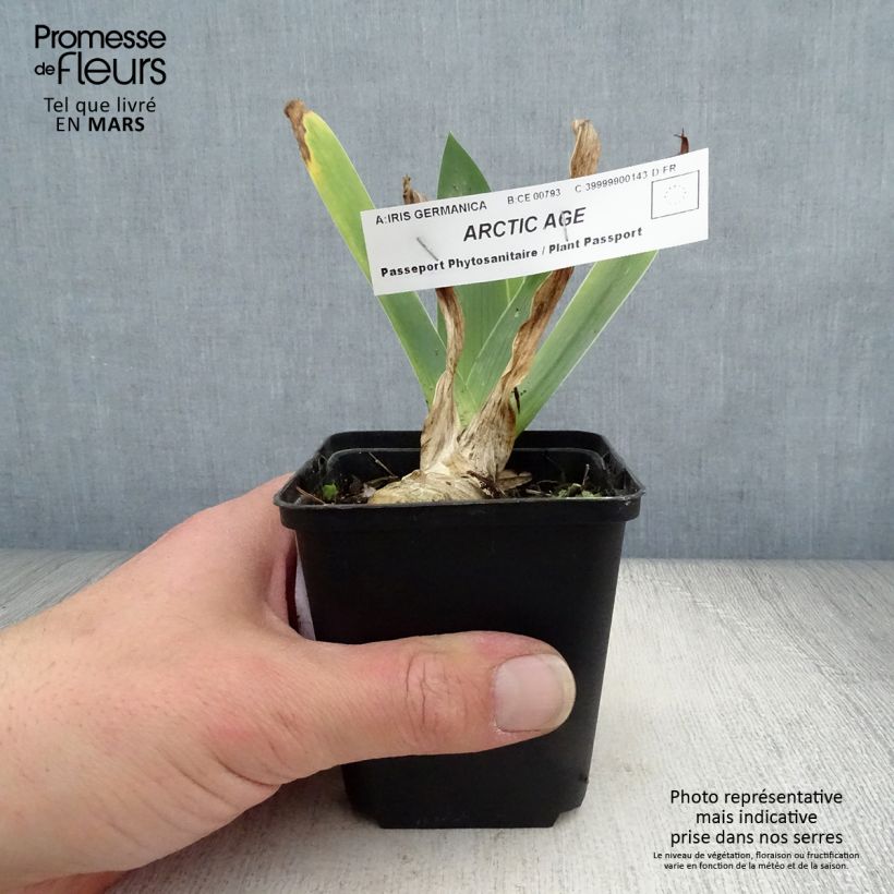 Iris germanica Arctic Age - Bearded Iris 8/9 cm pot sample as delivered in spring