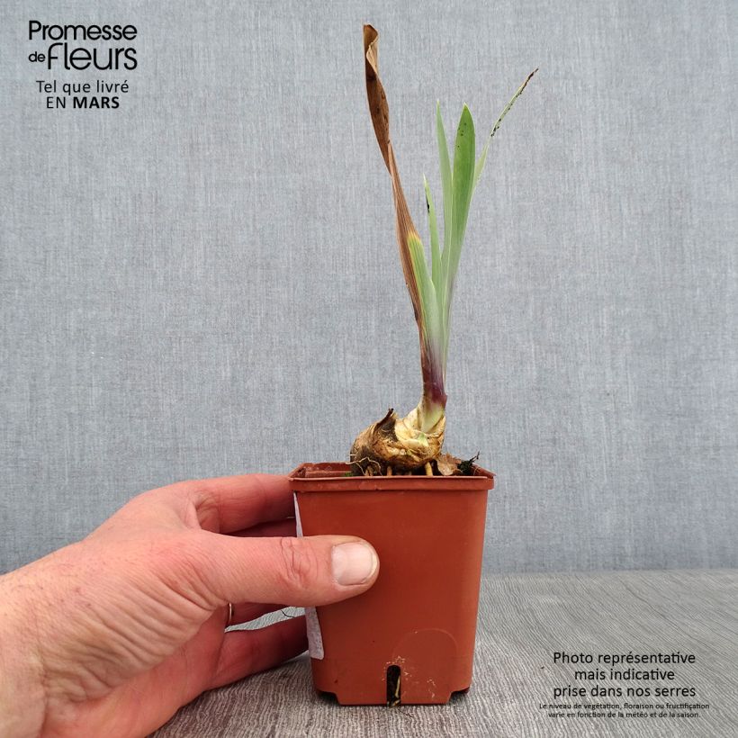 Iris germanica Art Deco - Bearded Iris 8/9 cm pot sample as delivered in winter