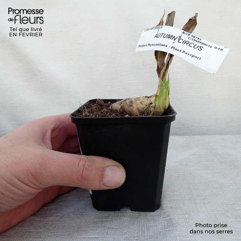 Iris germanica Autumn Circus - Bearded Iris 8/9 cm pot sample as delivered in winter