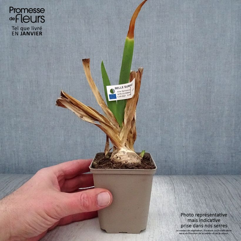 Iris germanica Belle Surprise - Bearded Iris 8/9 cm pot sample as delivered in winter