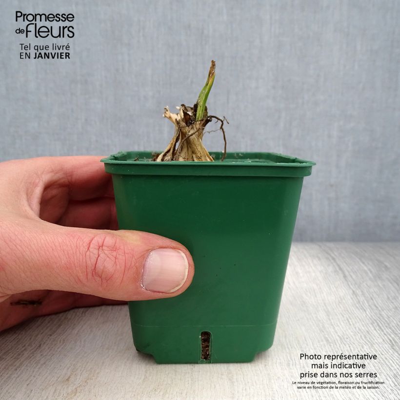 Iris germanica Bishops Robe - Bearded Iris 8/9 cm pot sample as delivered in winter