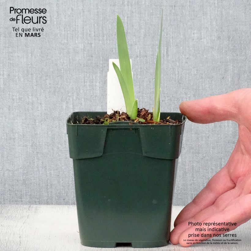 Iris germanica Black Knight - Bearded Iris 8/9 cm pot sample as delivered in spring