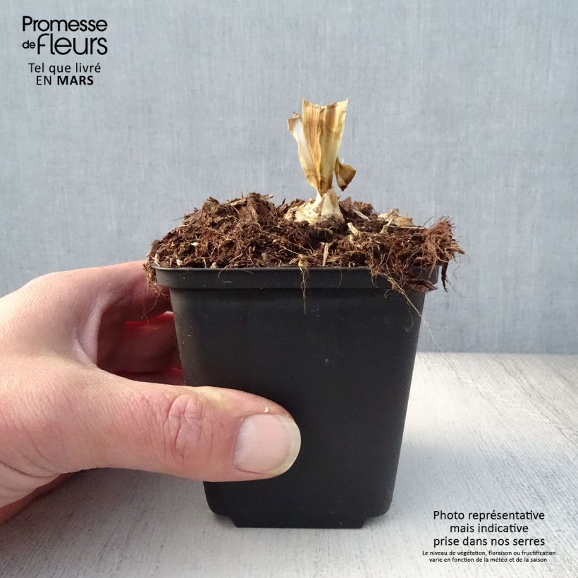 Iris germanica Blenheim Royal - Bearded Iris 8/9 cm pot sample as delivered in spring