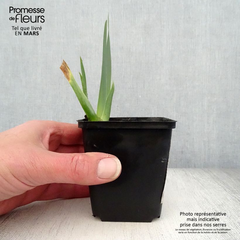 Iris germanica Brin de Folie - Bearded Iris 8/9 cm pot sample as delivered in spring