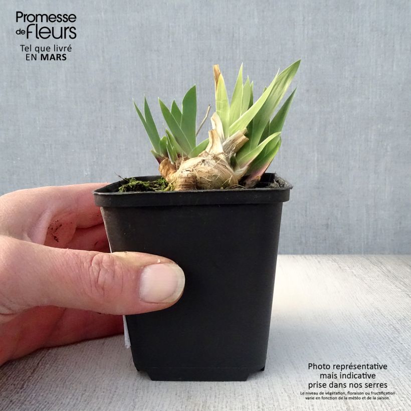 Iris germanica Cats Eye - Bearded Iris 8/9 cm pot sample as delivered in spring