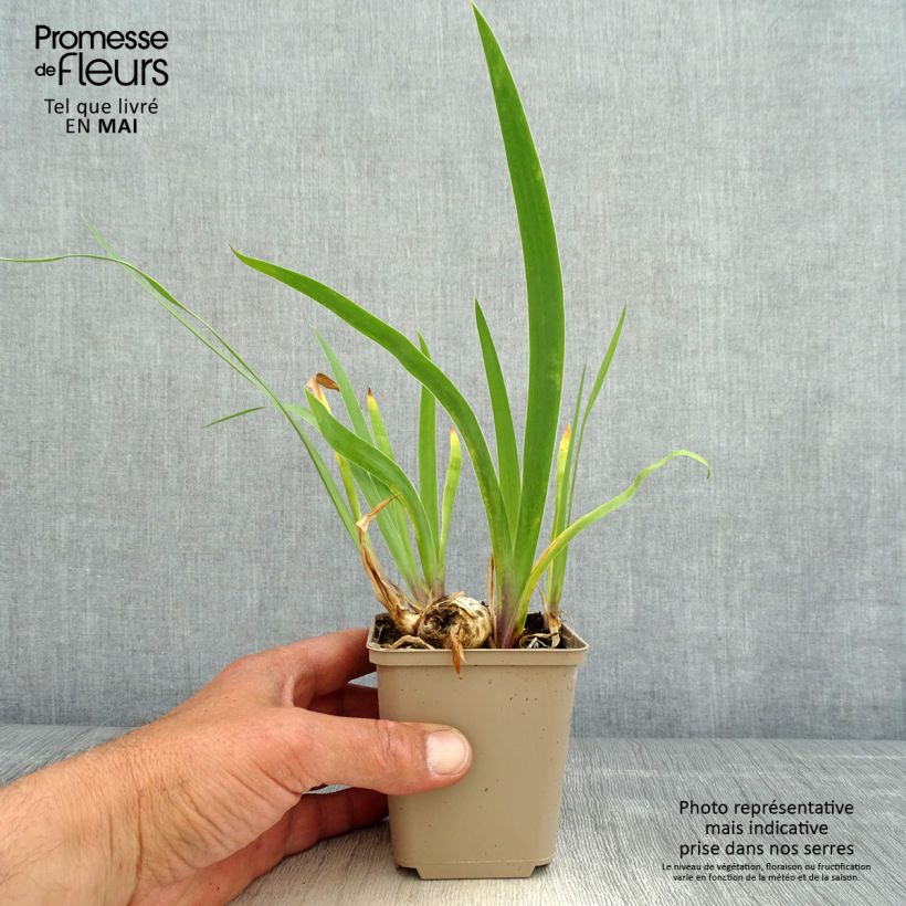 Iris germanica Chelsea Bleu - Bearded Iris 8/9 cm pot sample as delivered in spring