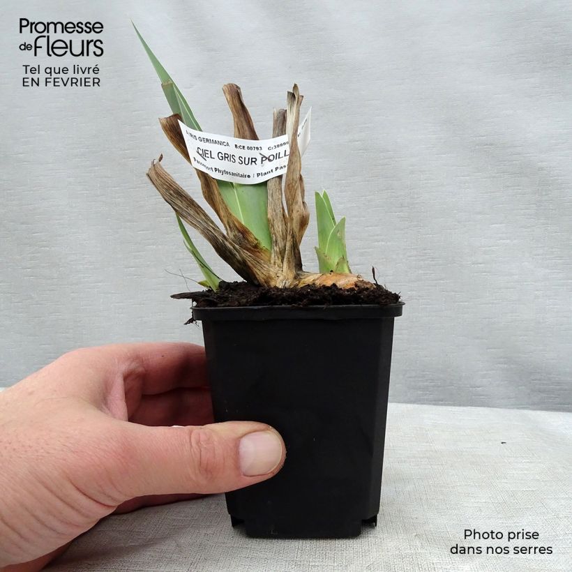 Iris germanica Ciel Gris sur Poilly - Bearded Iris 8/9 cm pot sample as delivered in winter