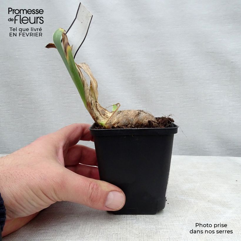 Iris germanica Coffee Whisper - Bearded Iris 8/9 cm pot sample as delivered in winter