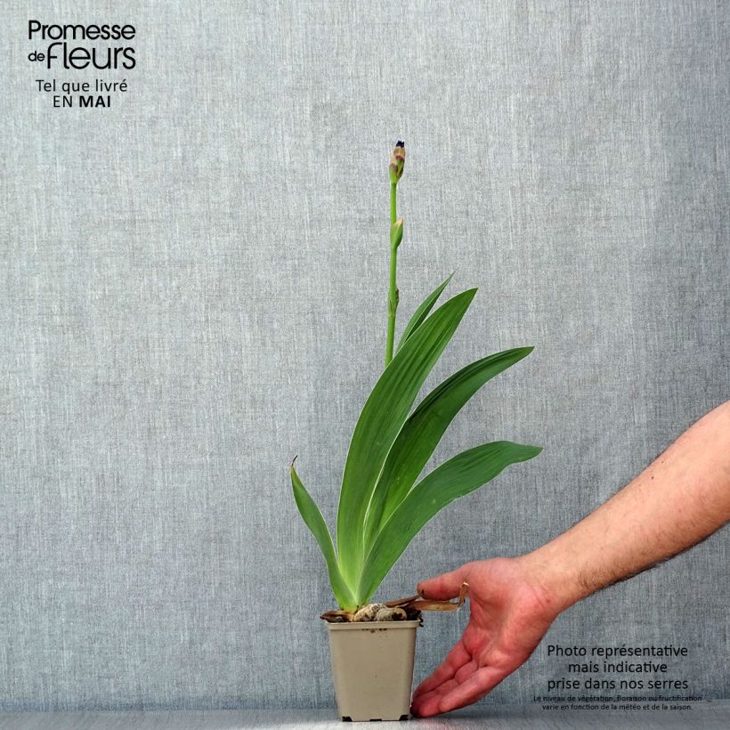 Iris germanica Confiserie - Bearded Iris 8/9 cm pot sample as delivered in spring