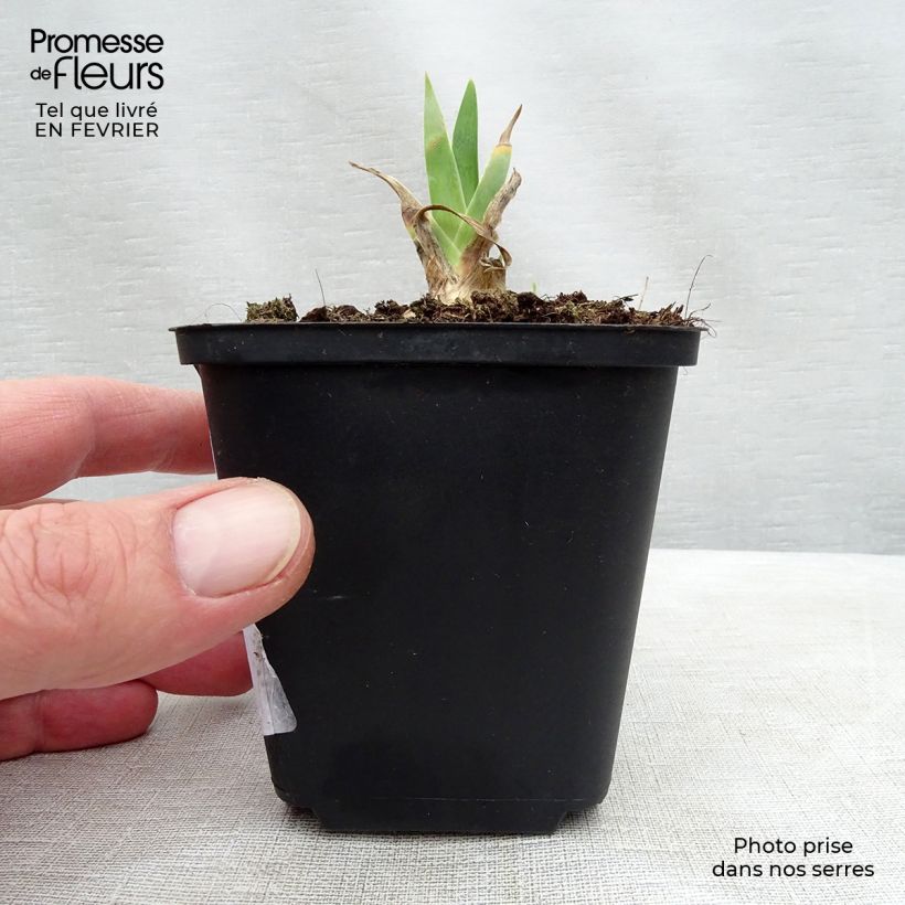 Iris germanica Dame Blanche - Bearded Iris 8/9 cm pot sample as delivered in winter