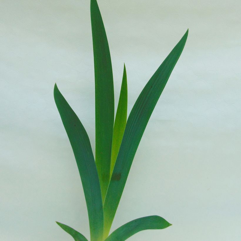 Iris germanica Dame de Coeur - Bearded Iris (Foliage)