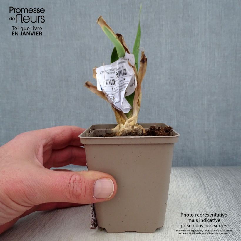 Iris germanica Déguisement 8/9 cm pot sample as delivered in winter