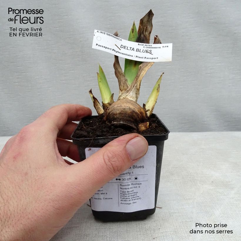Iris germanica Delta Blues - Bearded Iris 8/9 cm pot sample as delivered in winter