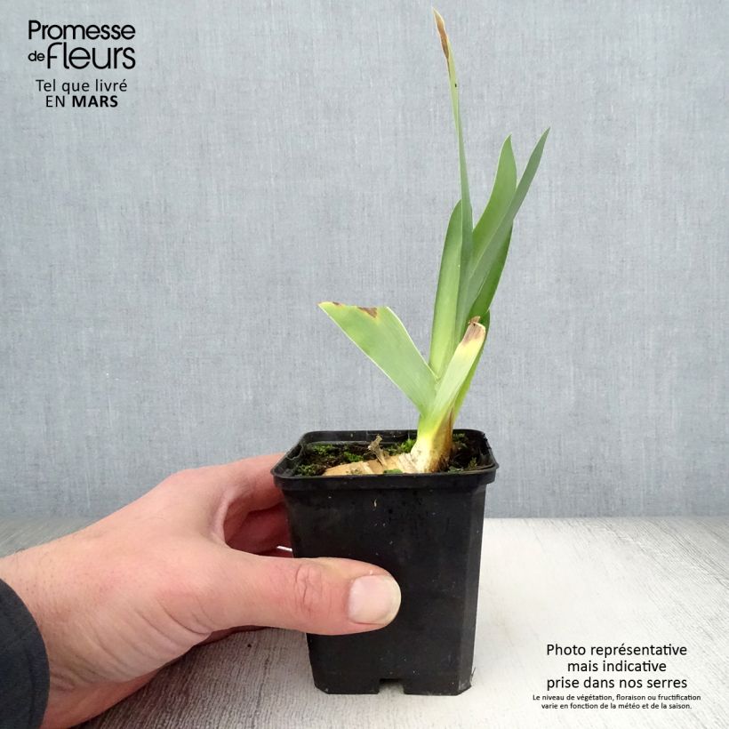 Iris germanica Delta Blues - Bearded Iris 8/9 cm pot sample as delivered in spring