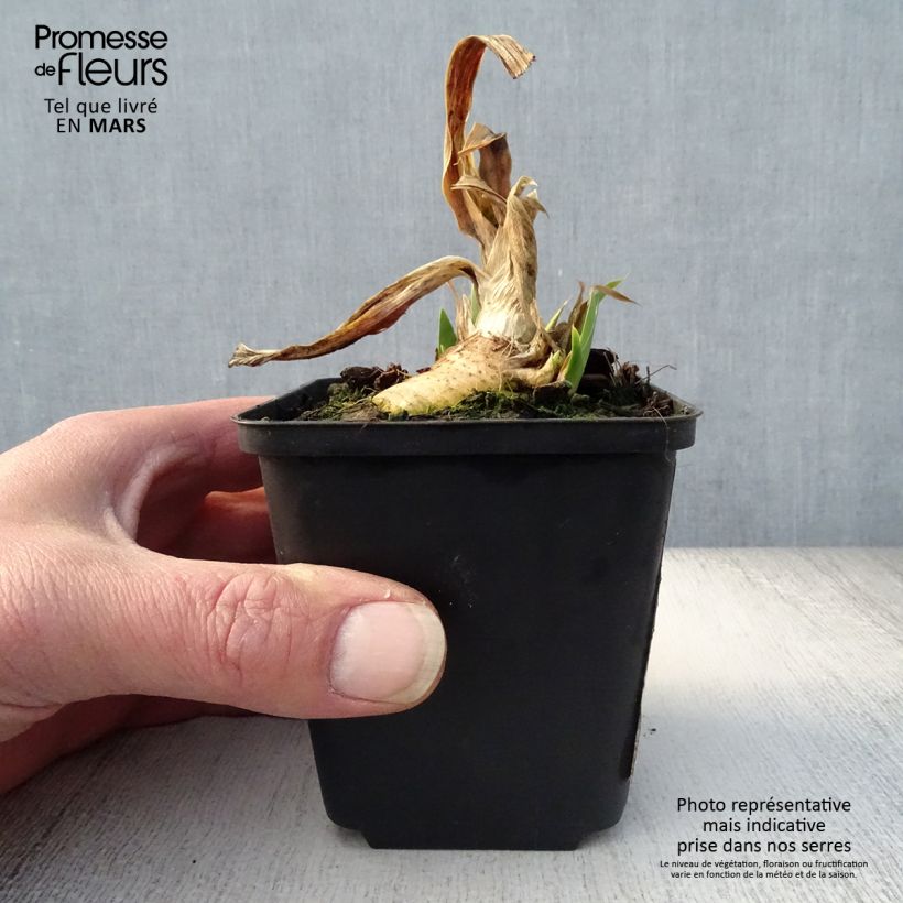 Iris germanica Devil Baby 8/9 cm pot sample as delivered in spring