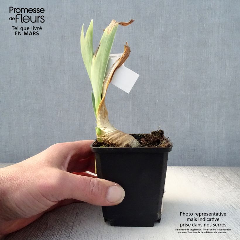 Iris germanica Drama Queen 8/9 cm pot sample as delivered in spring