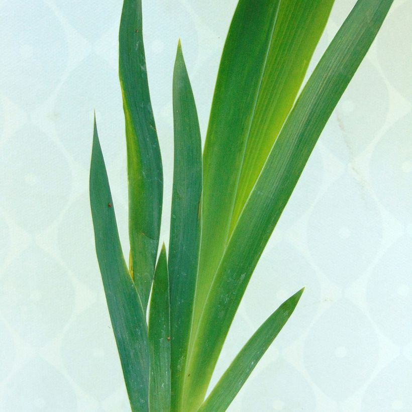 Iris germanica English Cottage - Bearded Iris (Foliage)