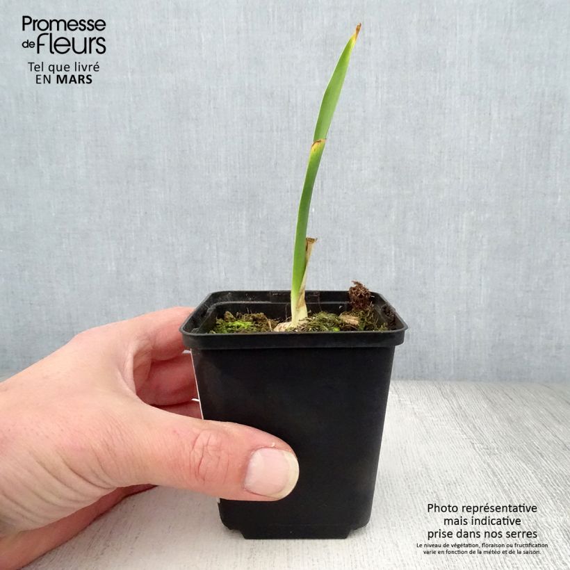 Iris germanica Fiery Temper - Bearded Iris 8/9 cm pot sample as delivered in spring