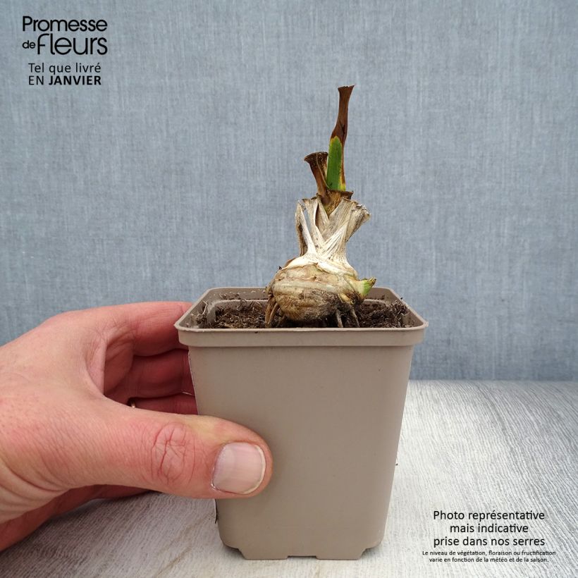 Iris germanica Fringe of Gold 8/9 cm pot sample as delivered in winter