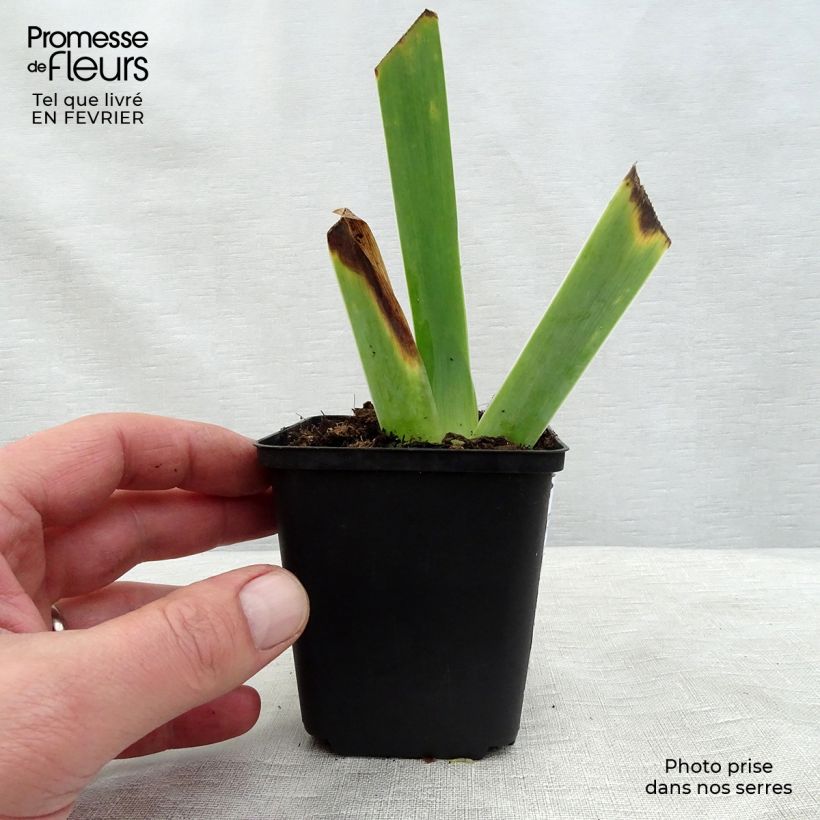 Iris germanica Ghost Train 8/9 cm pot sample as delivered in winter