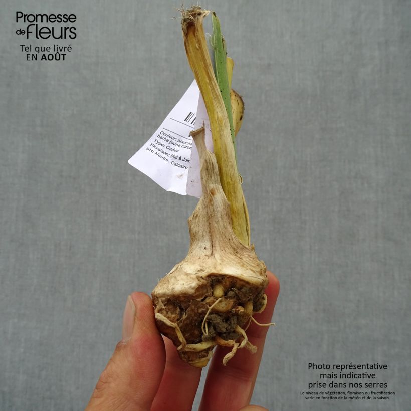 Iris germanica Glacier 8/9 cm pot sample as delivered in summer