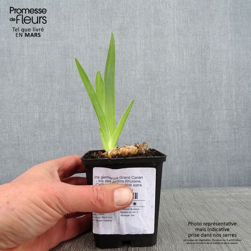 Iris germanica Grand Canari - Bearded Iris 8/9 cm pot sample as delivered in winter