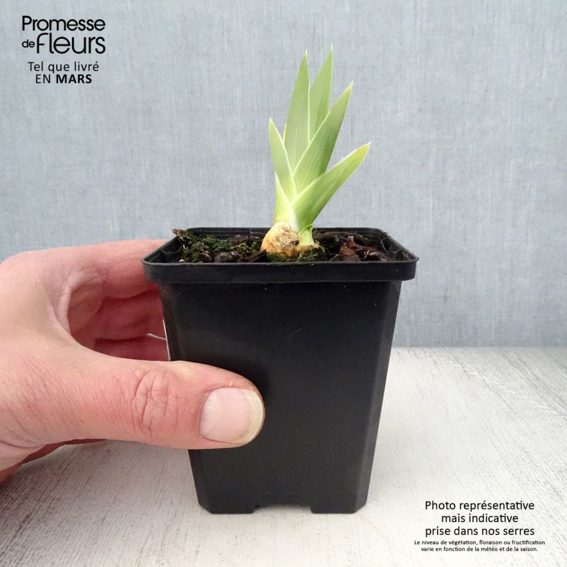 Iris germanica High Stakes - Bearded Iris 8/9 cm pot sample as delivered in spring