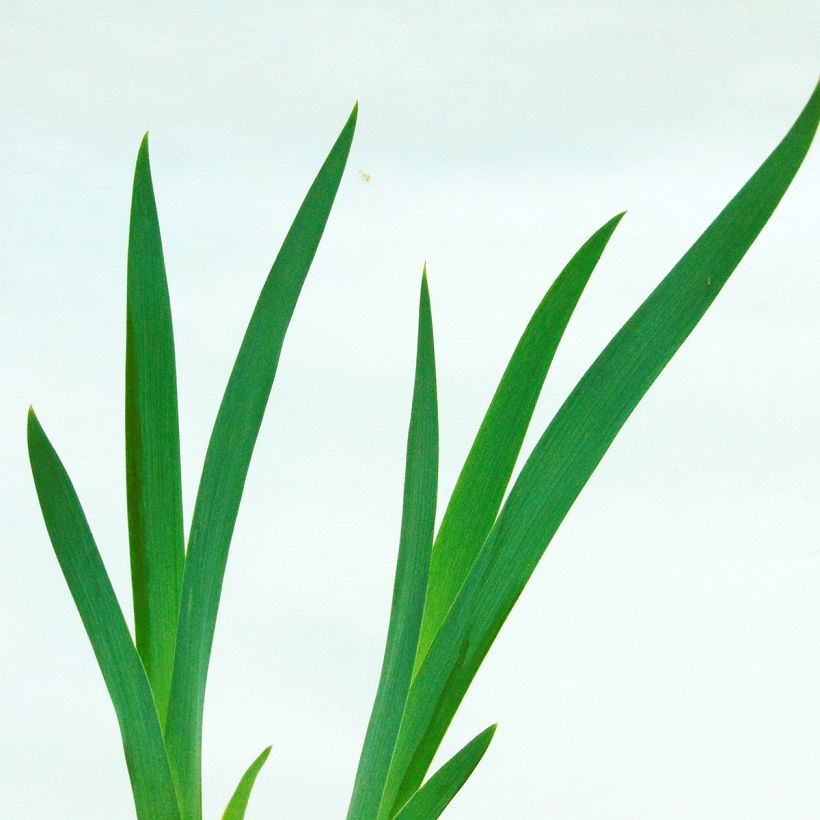 Iris germanica Impressionist - Bearded Iris (Foliage)