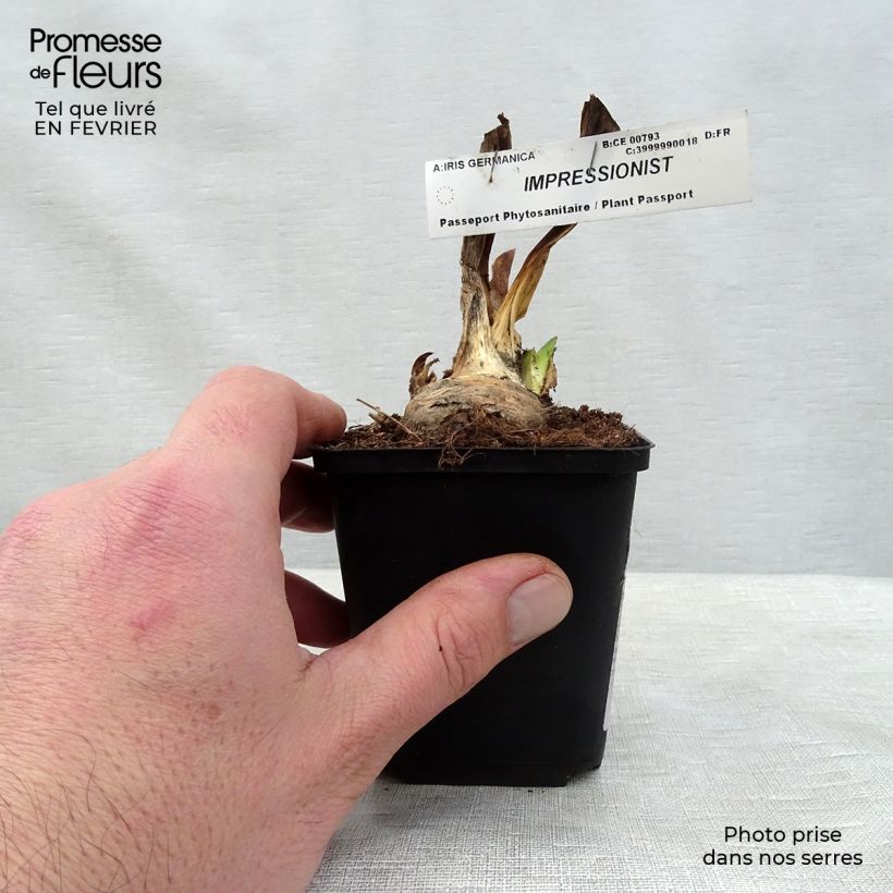 Iris germanica Impressionist - Bearded Iris 8/9 cm pot sample as delivered in winter