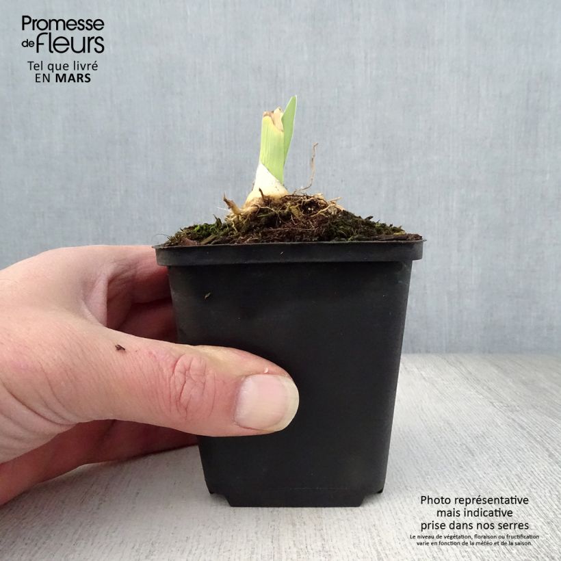 Iris germanica Jacques Coeur 8/9 cm pot sample as delivered in spring