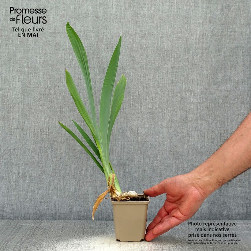 Iris germanica Je Vole 8/9 cm pot sample as delivered in spring